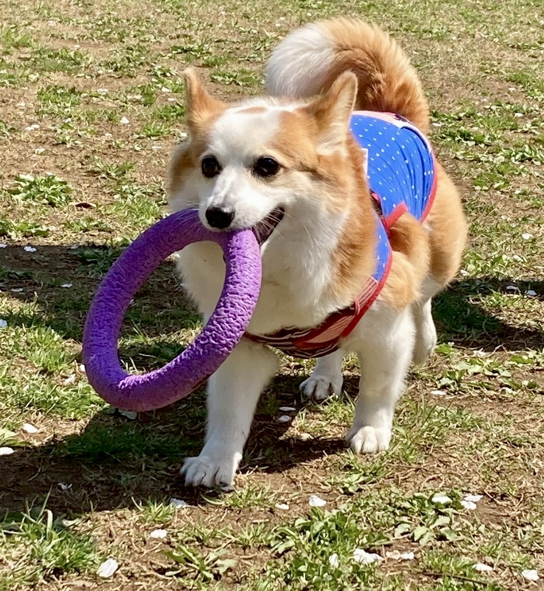 小田原 | 犬