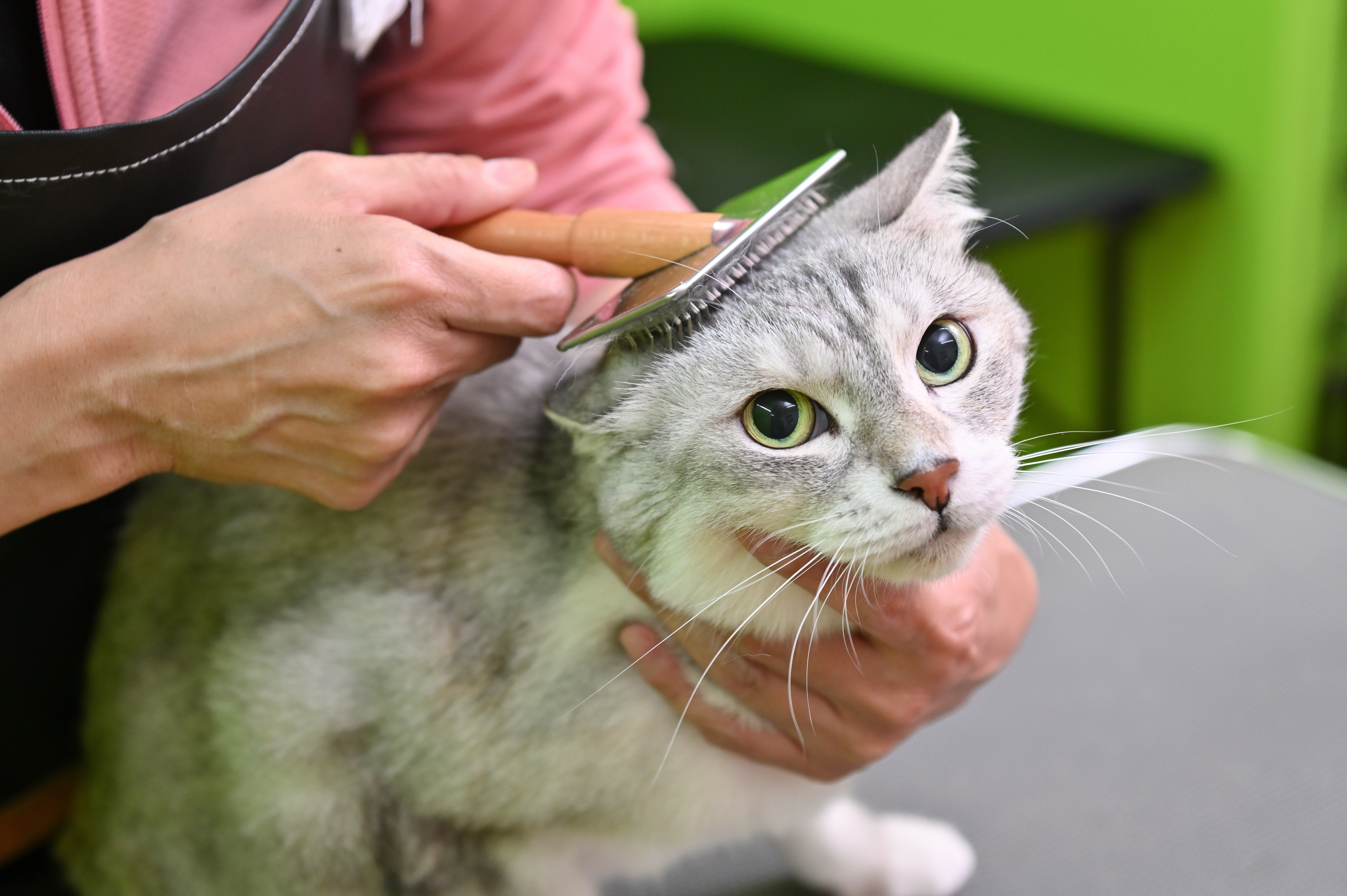 小田原 | 猫