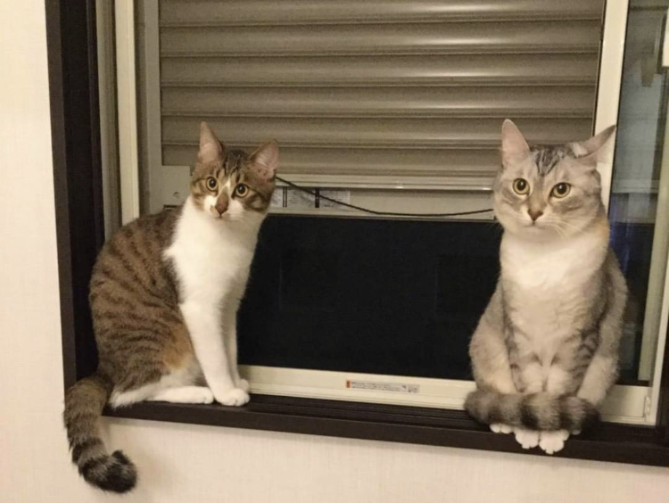 猫様の為のプチお手入れコース | 神奈川県小田原のトリミングならとりみんぐ屋