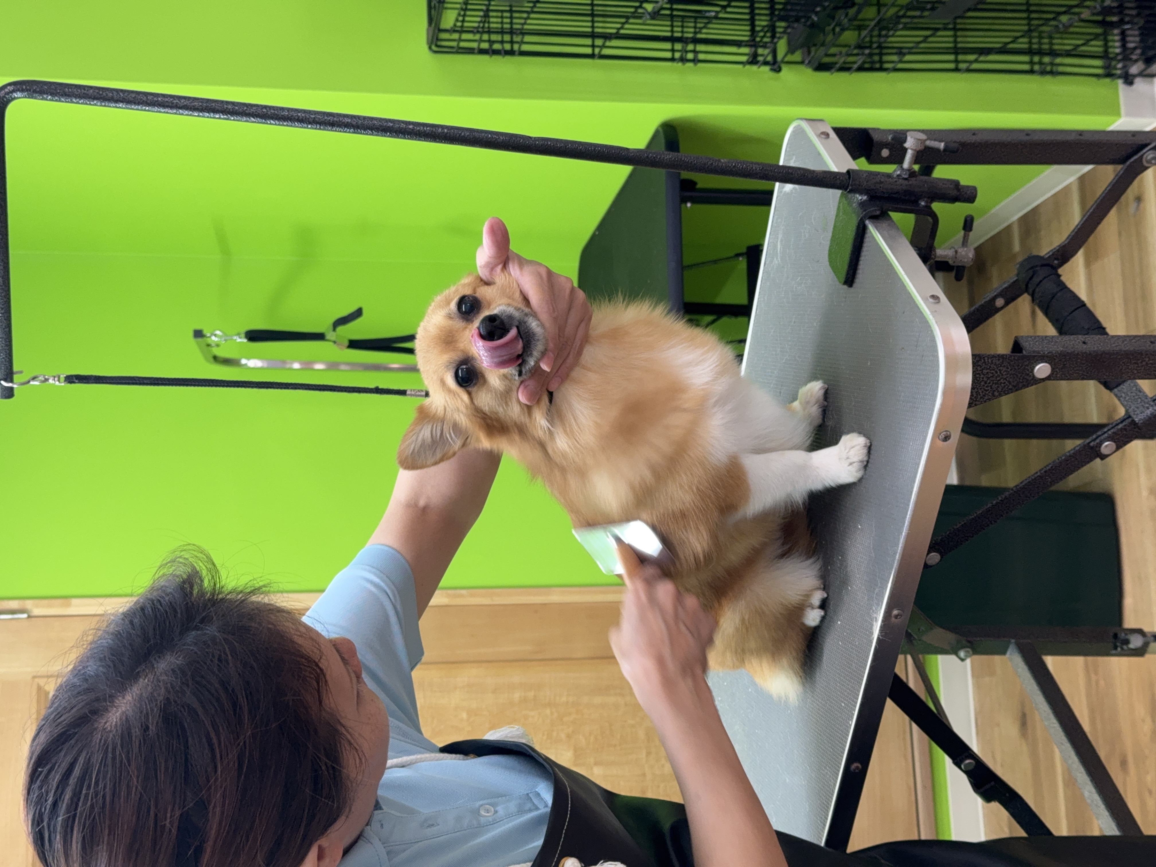 MIX犬(ミックス犬)のトリミングなら｜神奈川県小田原のトリミングならとりみんぐ屋 